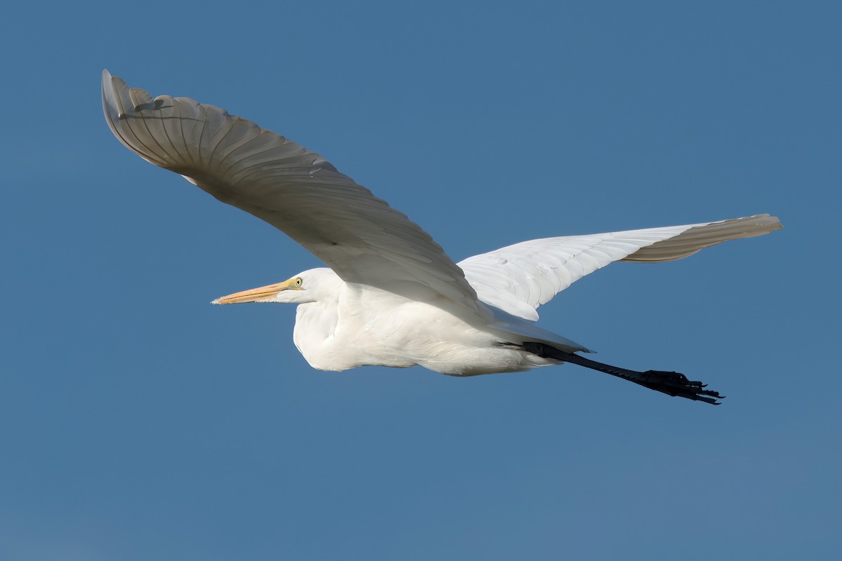 Great Egret - ML645207700