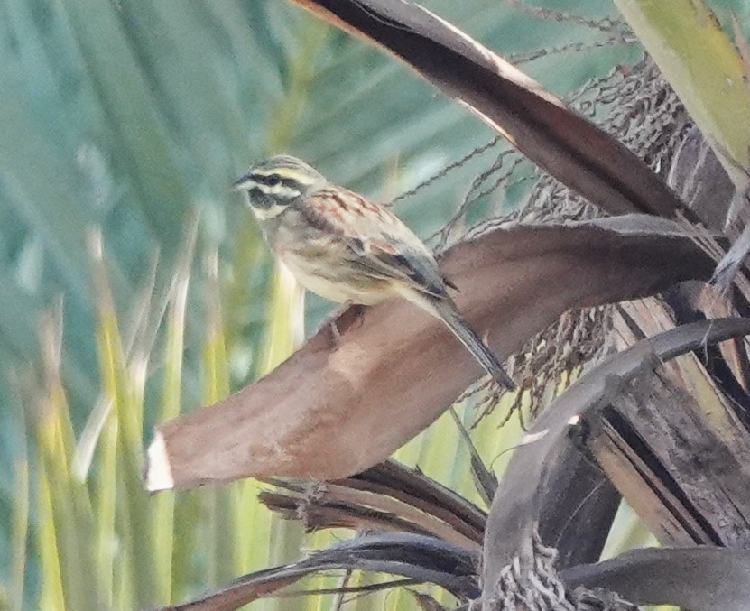 Cirl Bunting - ML645207704