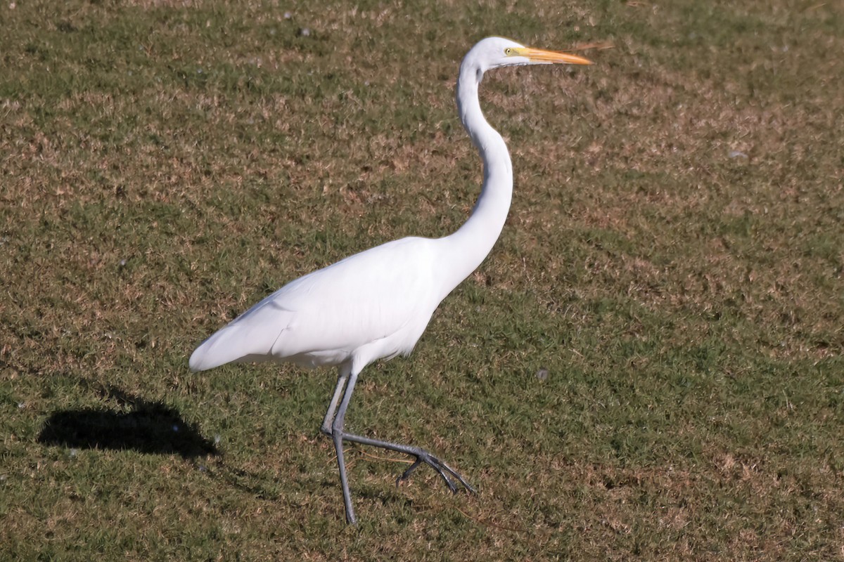 Great Egret - ML645207705