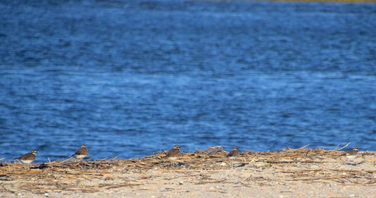 Killdeer - ML645207707