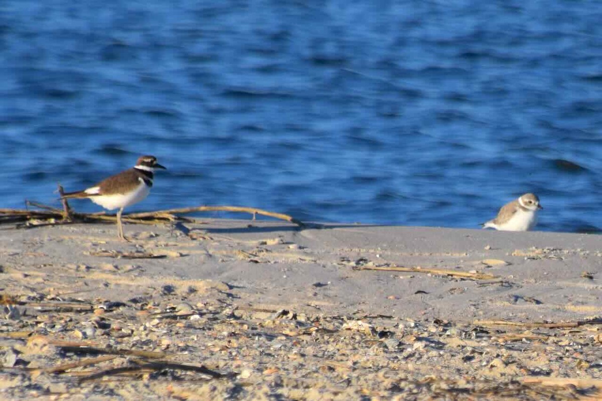 Killdeer - ML645207708