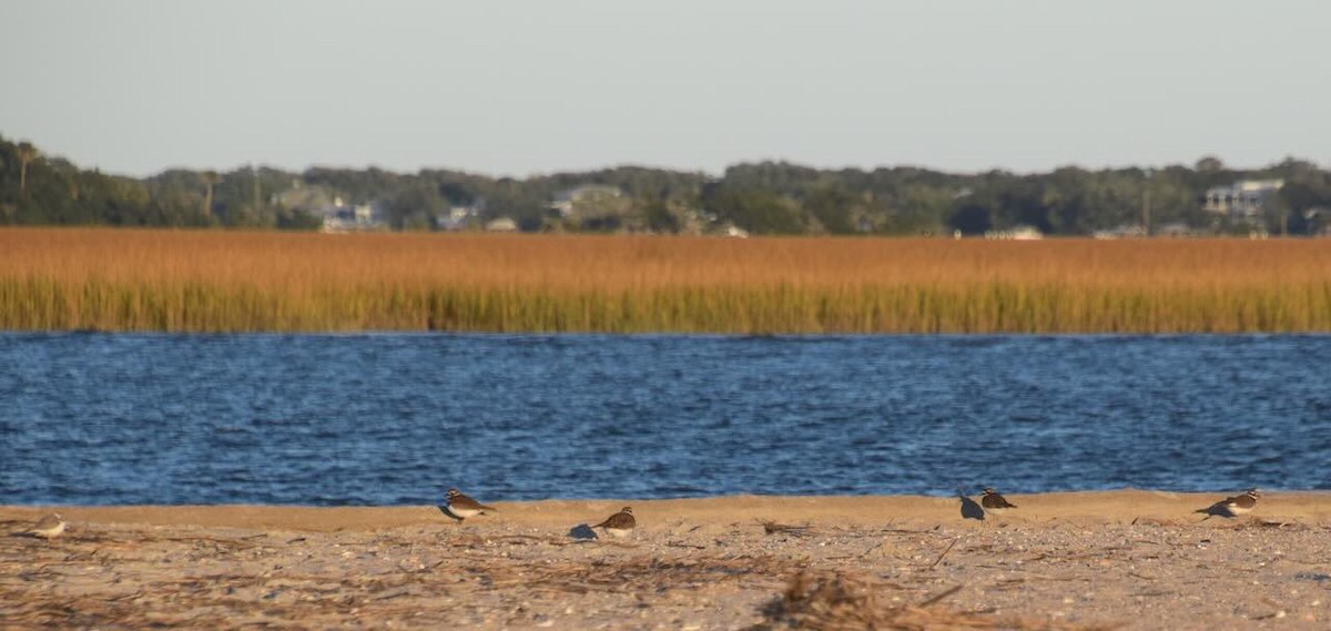 Killdeer - ML645207709