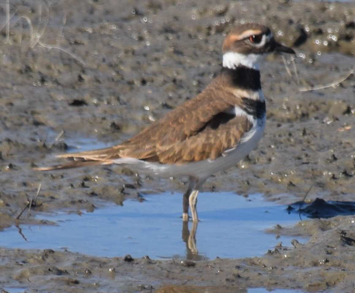 Killdeer - ML645207712