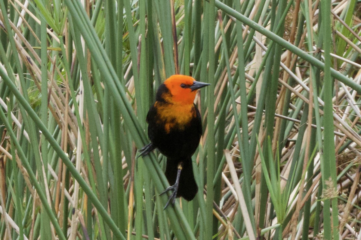 Scarlet-headed Blackbird - ML645207717
