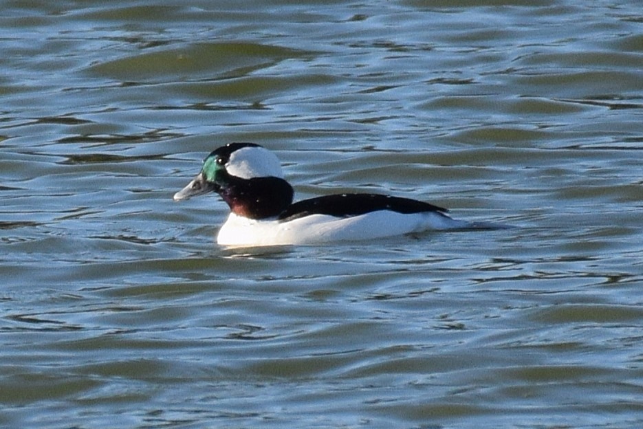 Bufflehead - ML645207718