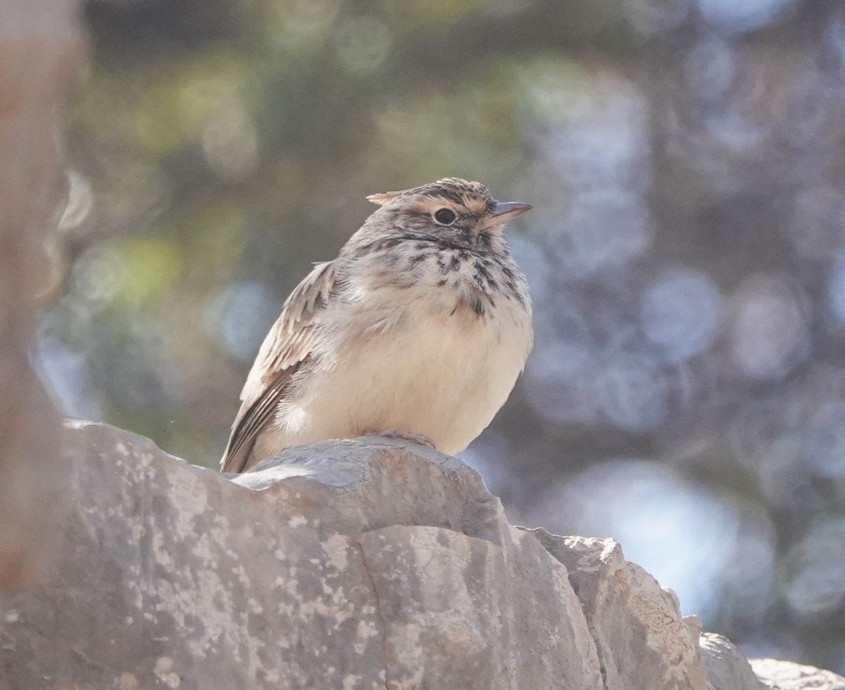 Thekla's Lark - ML645207719