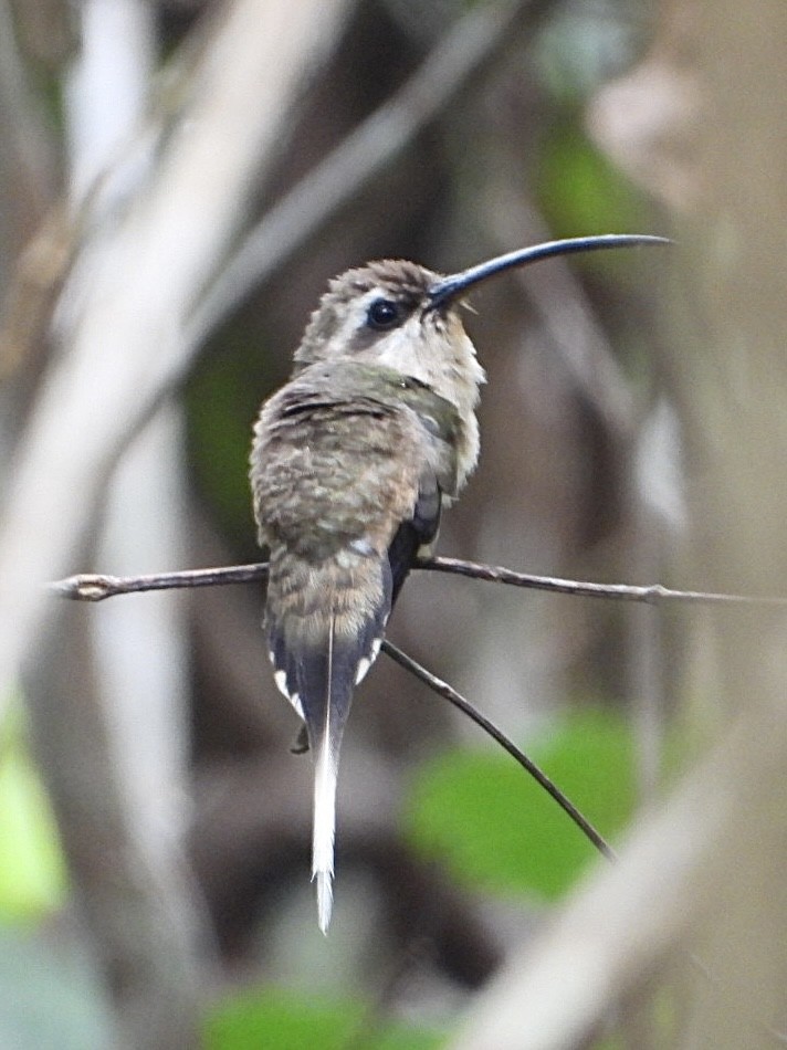 Long-tailed Hermit - ML645207720