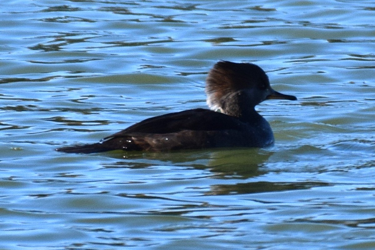 Hooded Merganser - ML645207721