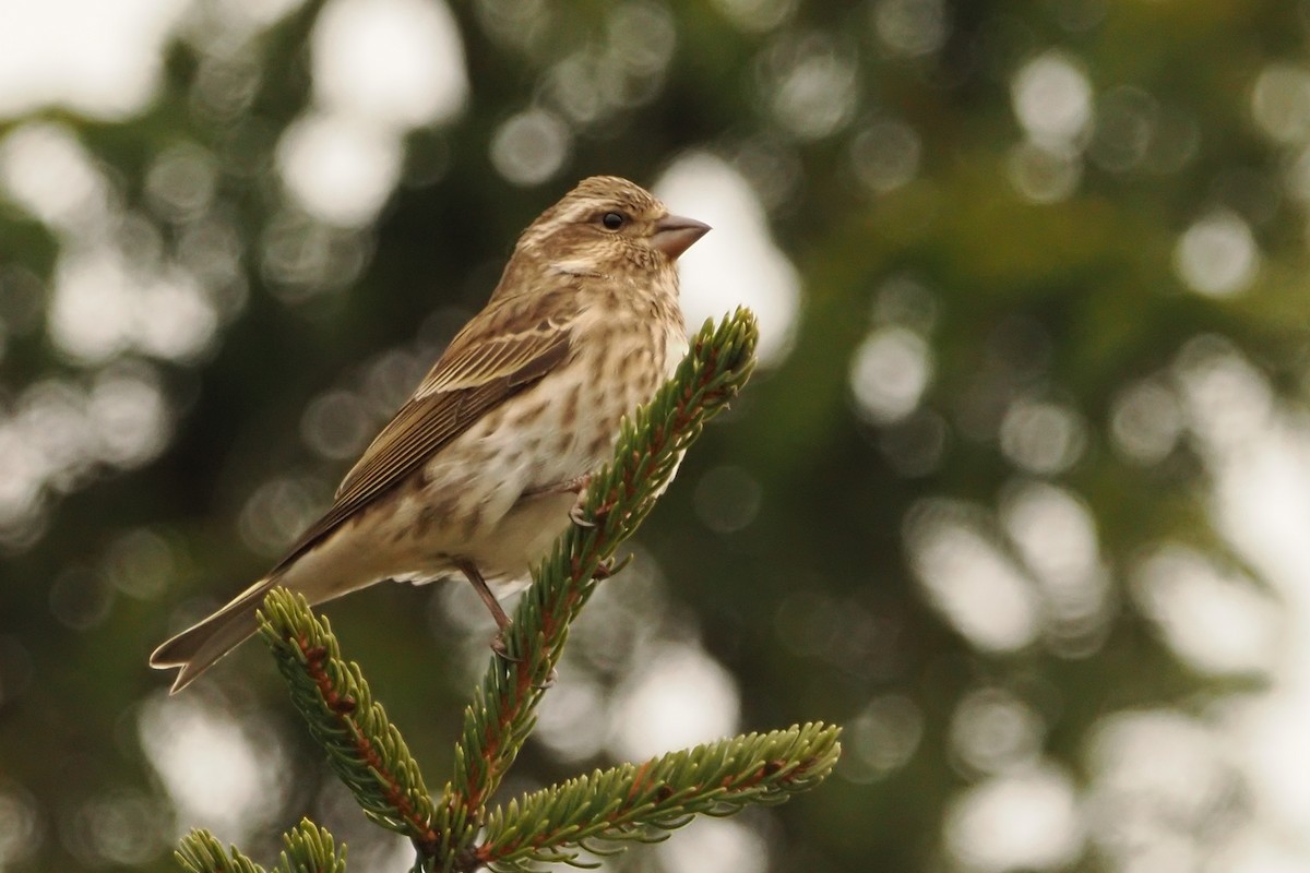 Purple Finch - ML645207722