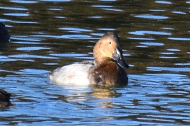 Murgilari bizkarzuria - ML645207732