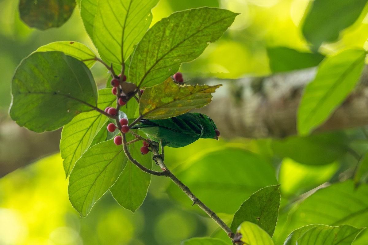 Green Broadbill - ML645207745