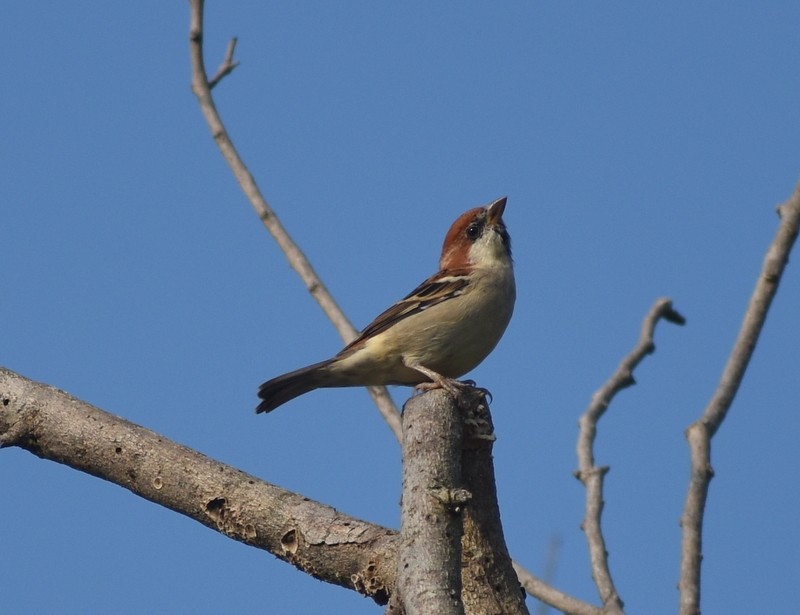 Russet Sparrow - ML645207748