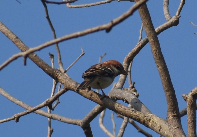 Russet Sparrow - ML645207749