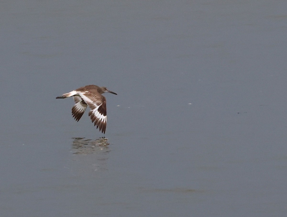 Willet - ML645207762