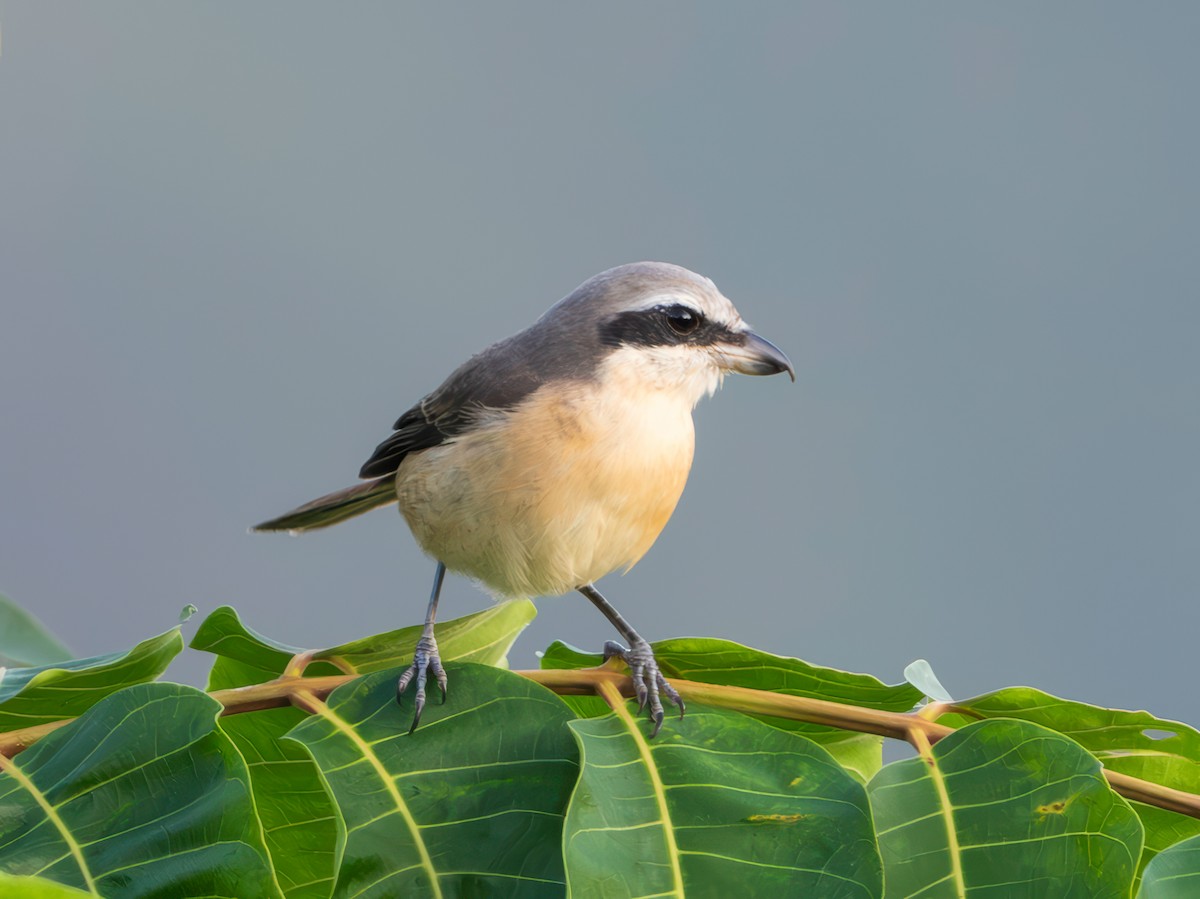 Brown Shrike (Philippine) - ML645207771