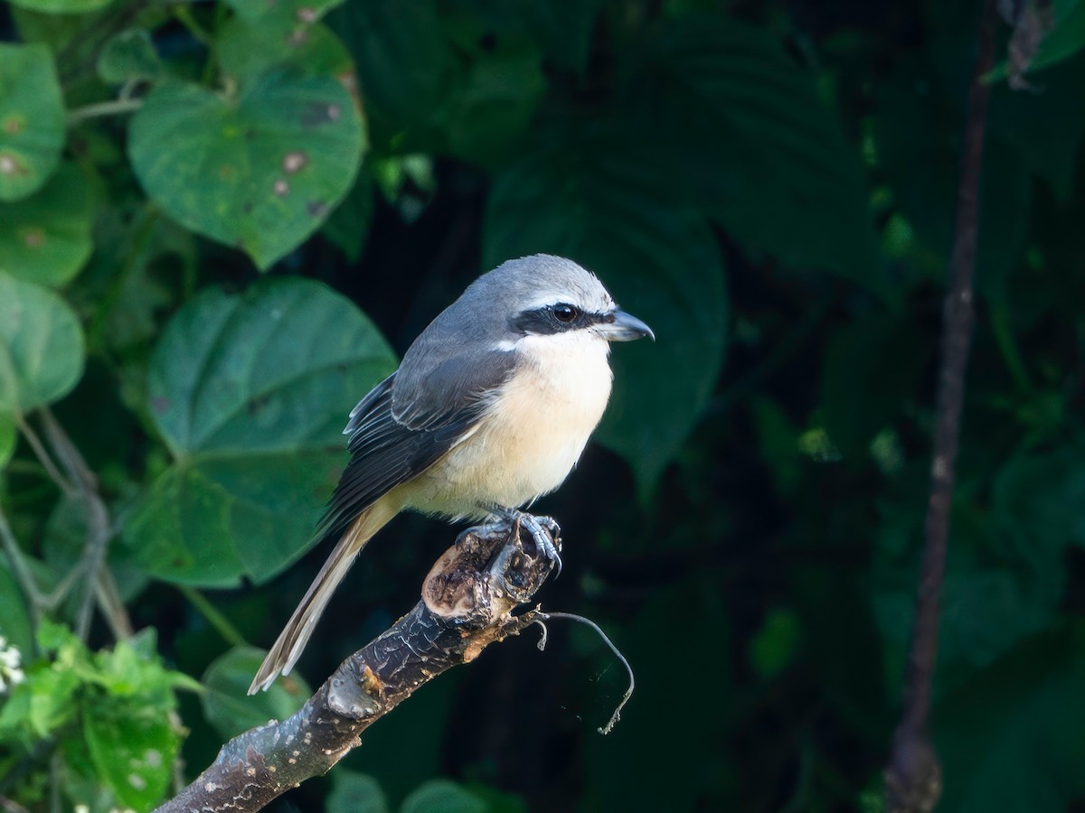 Brown Shrike (Philippine) - ML645207772