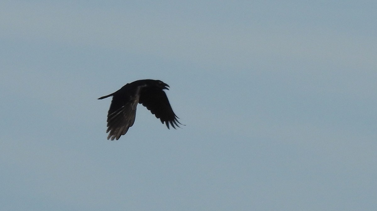 Erroi handia - ML645207782