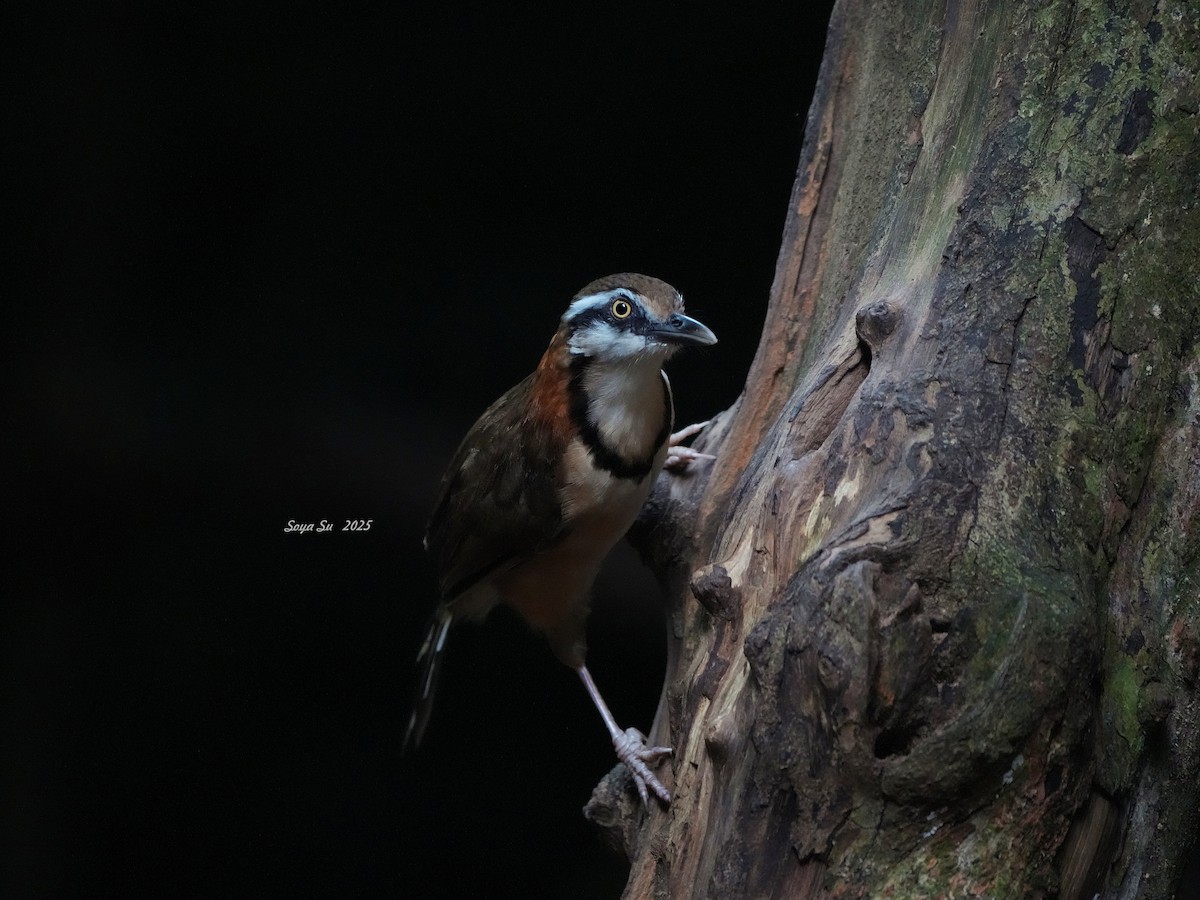 Lesser Necklaced Laughingthrush - ML645207785