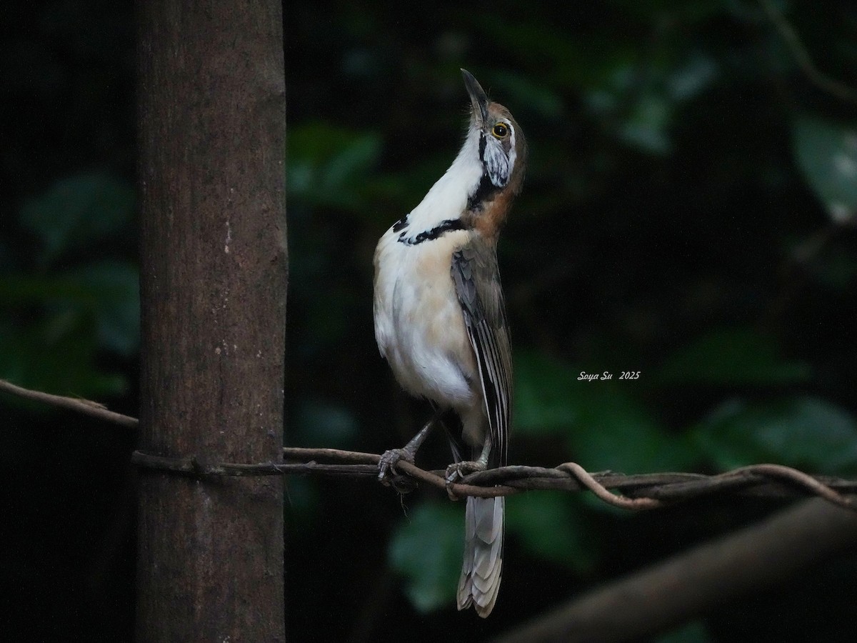 Lesser Necklaced Laughingthrush - ML645207786
