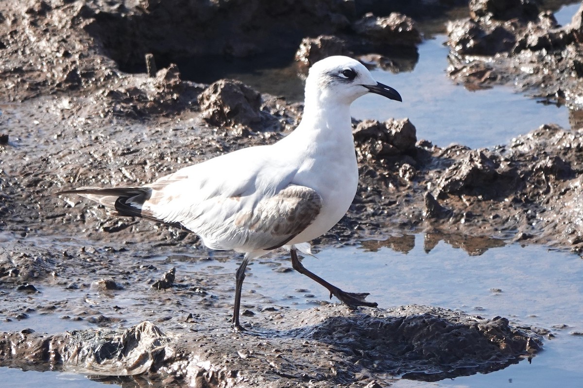 Mediterranean Gull - ML645207787