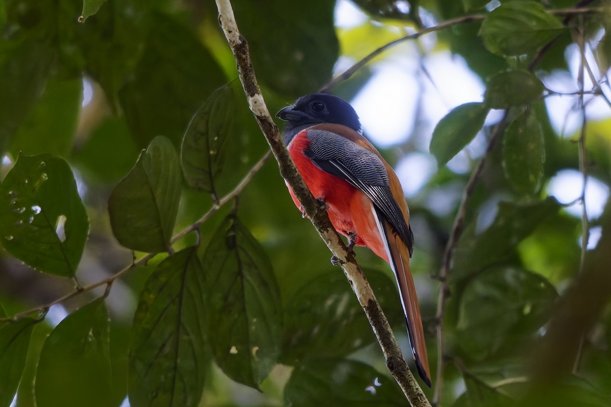 Malabar Trogon - ML645207799