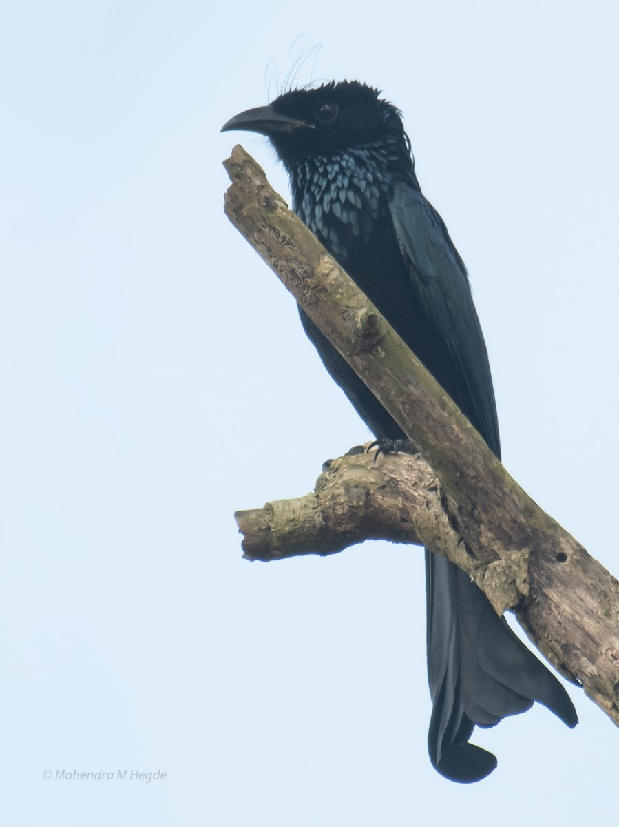 Hair-crested Drongo - ML645207800