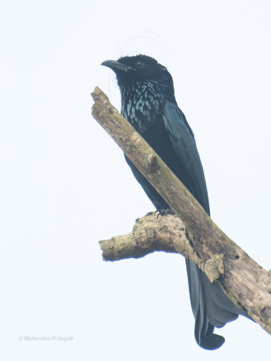 Hair-crested Drongo - ML645207802