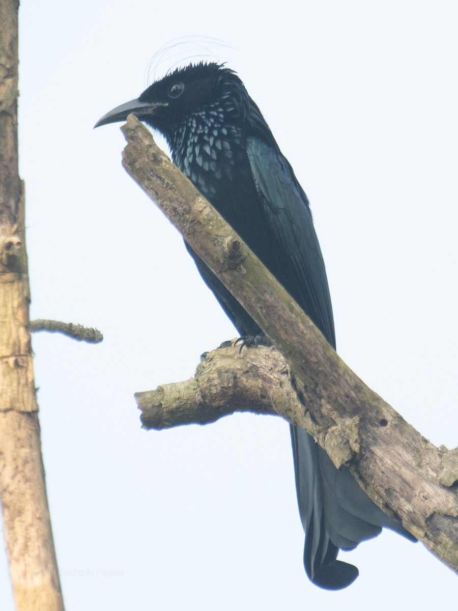 Hair-crested Drongo - ML645207804