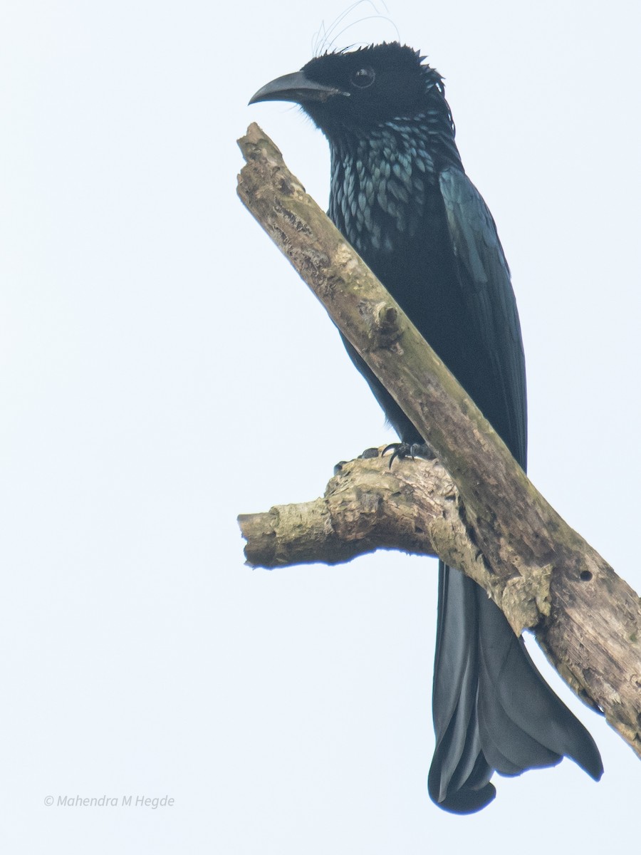 Hair-crested Drongo - ML645207805