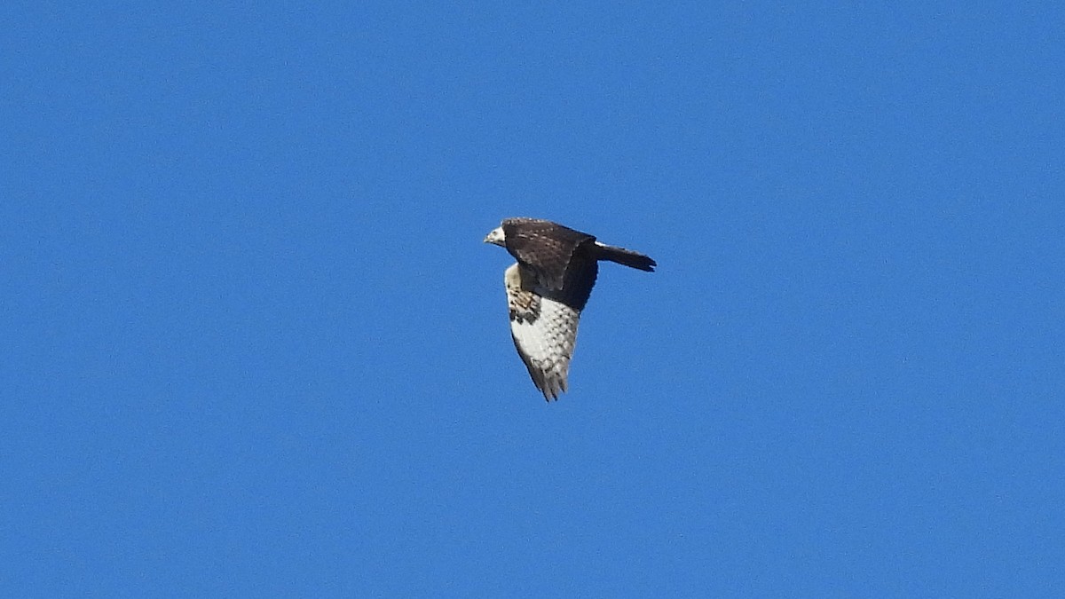 Common Buzzard - ML645207817