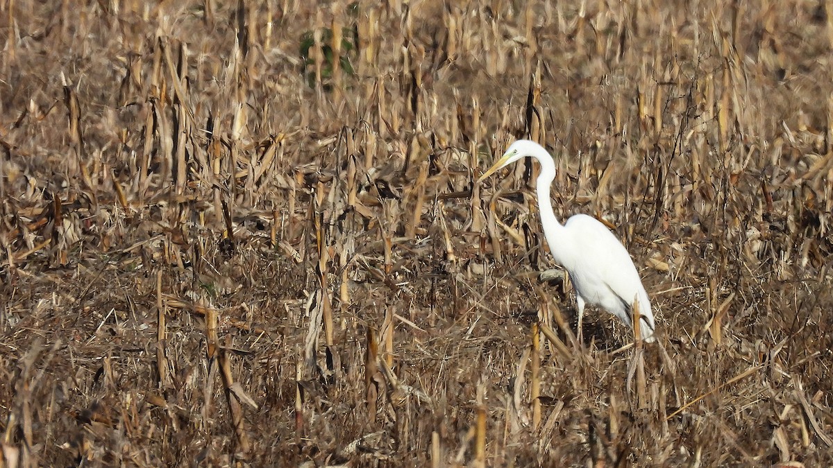 Great Egret (alba) - ML645207818
