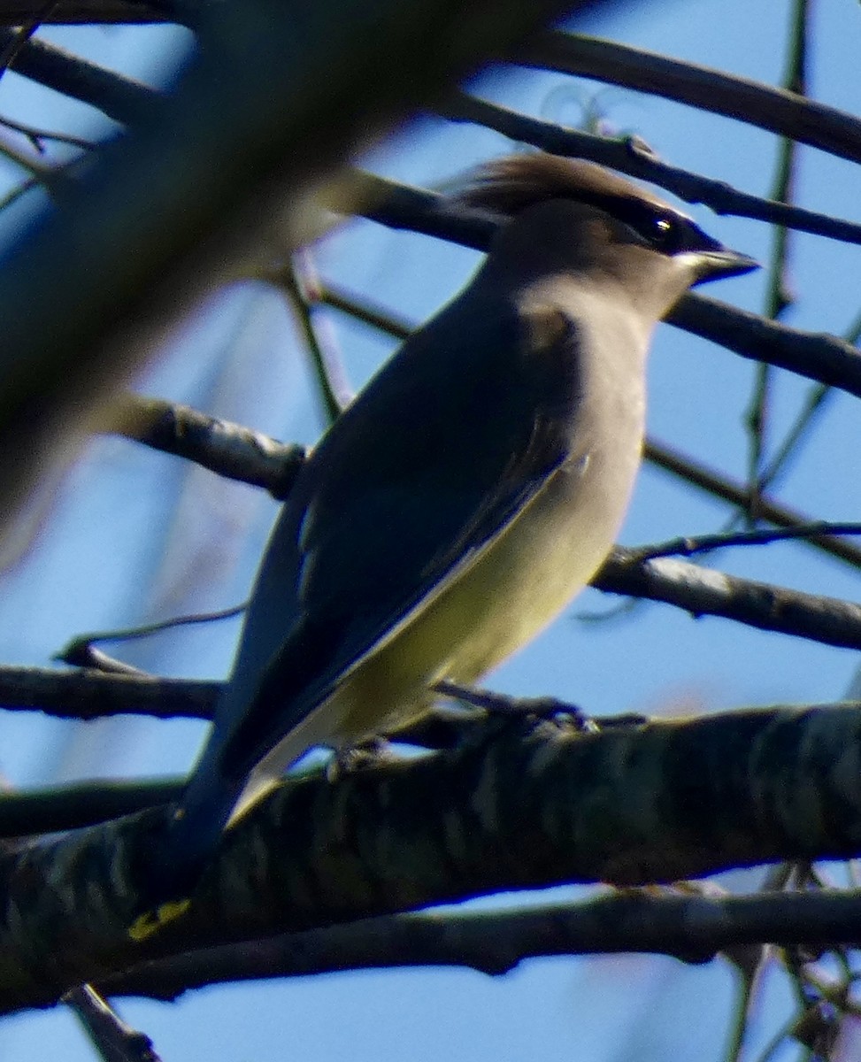 Cedar Waxwing - ML645207819