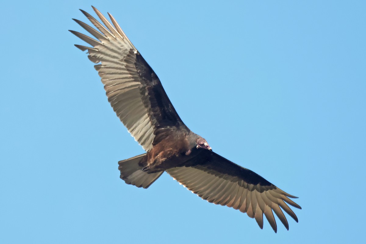 Turkey Vulture - ML645207820