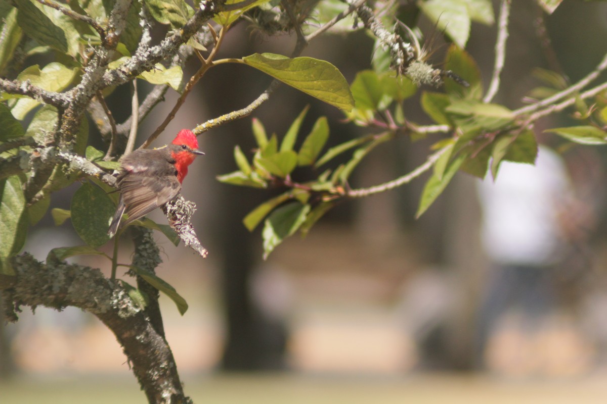 Vermilion Flycatcher - ML645207821