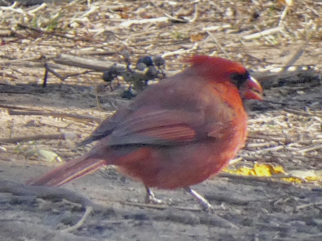 Northern Cardinal - ML645207822