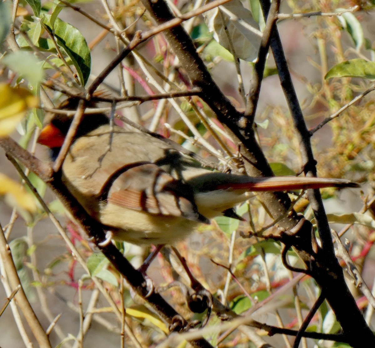 Northern Cardinal - ML645207823