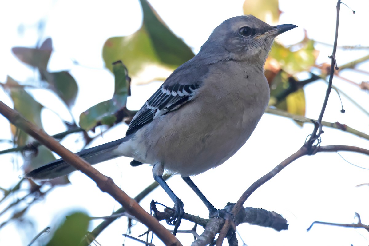 Northern Mockingbird - ML645207825