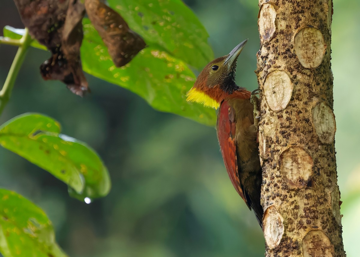 Checker-throated Woodpecker (Checker-throated) - ML645207826