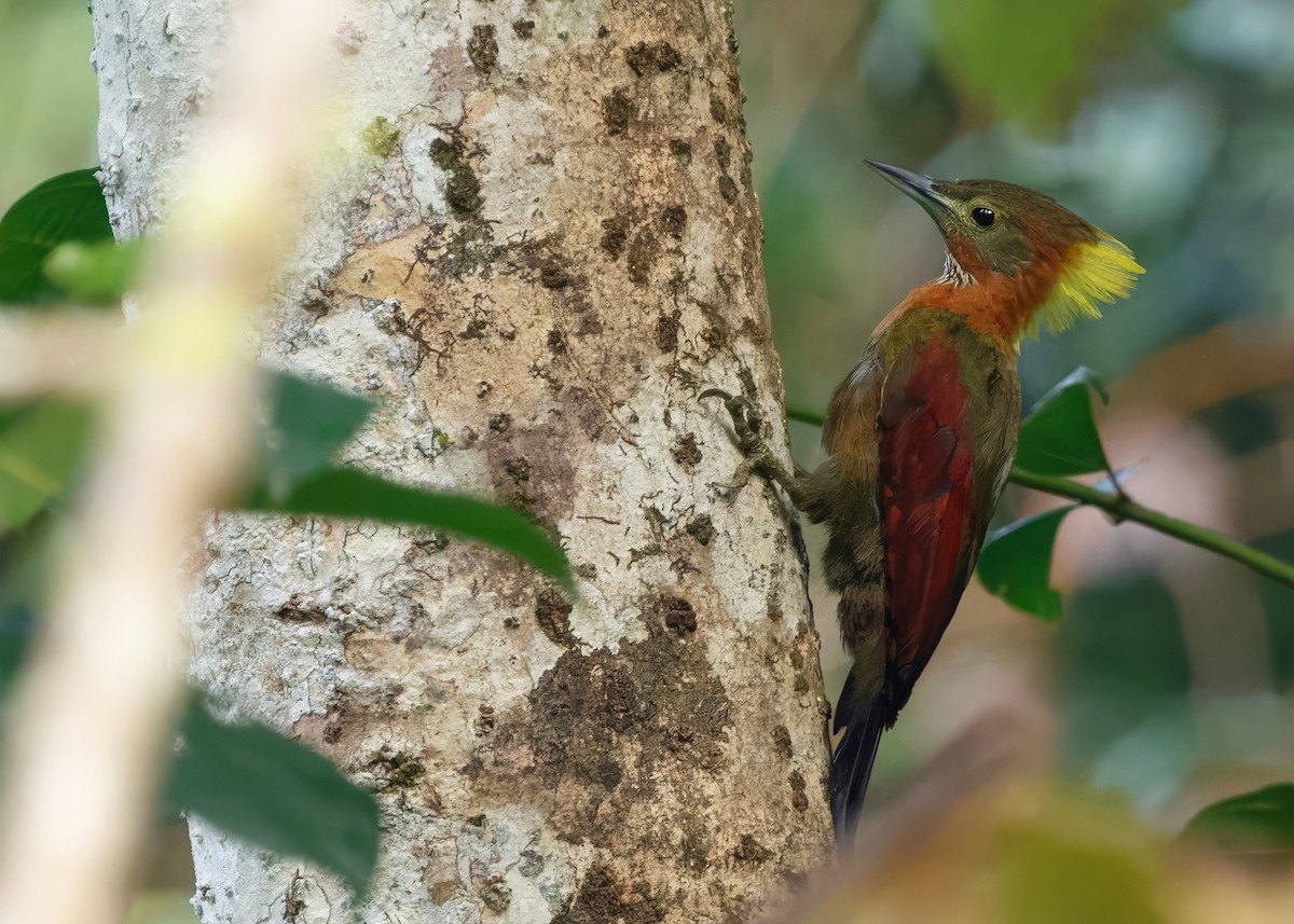 Checker-throated Woodpecker (Checker-throated) - ML645207827