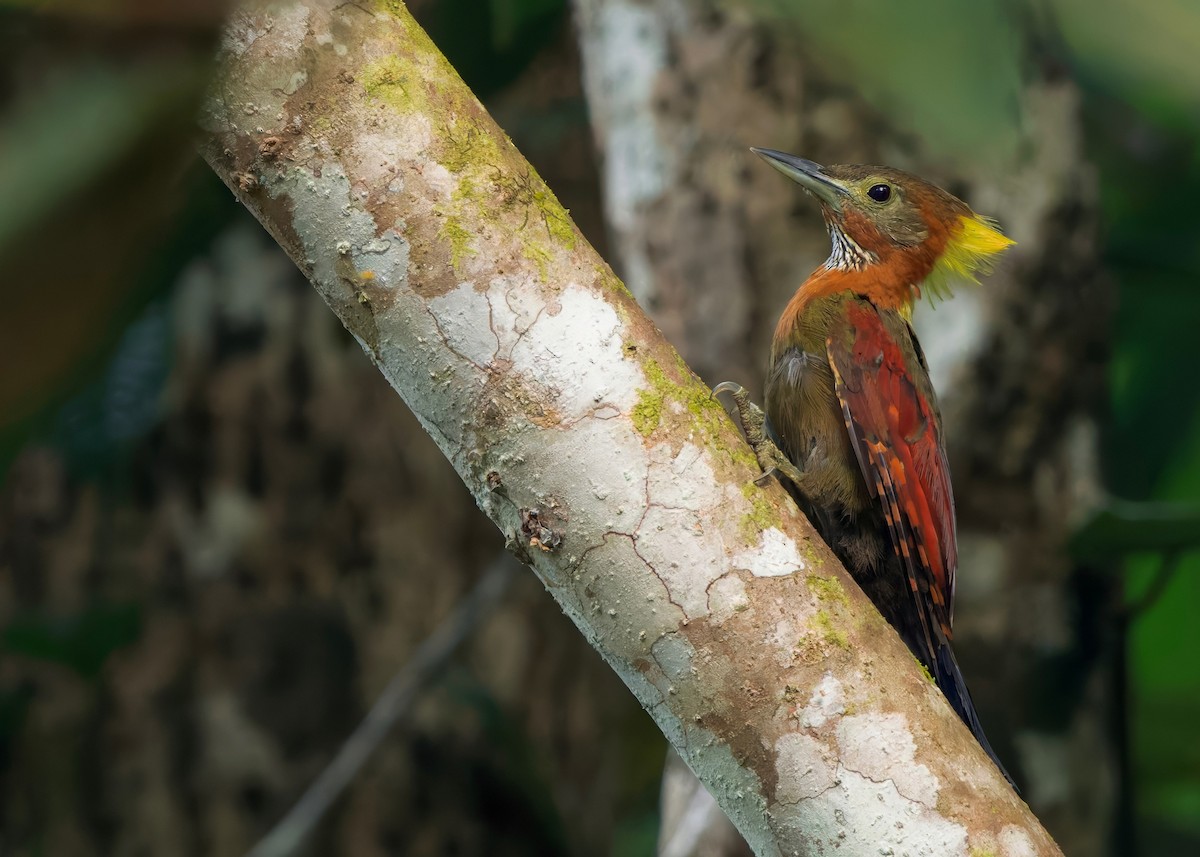 Checker-throated Woodpecker (Checker-throated) - ML645207828