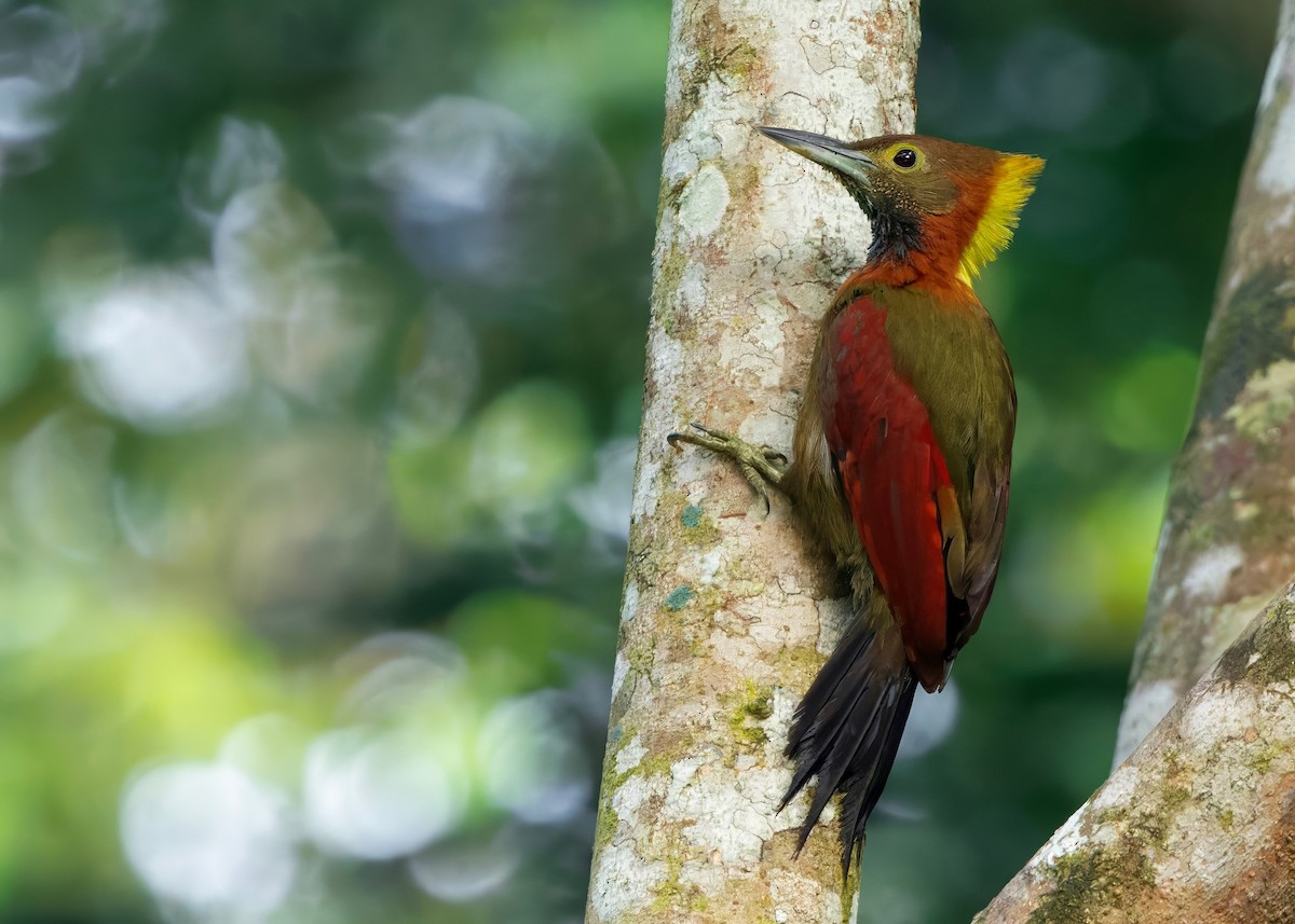 Checker-throated Woodpecker (Checker-throated) - ML645207829