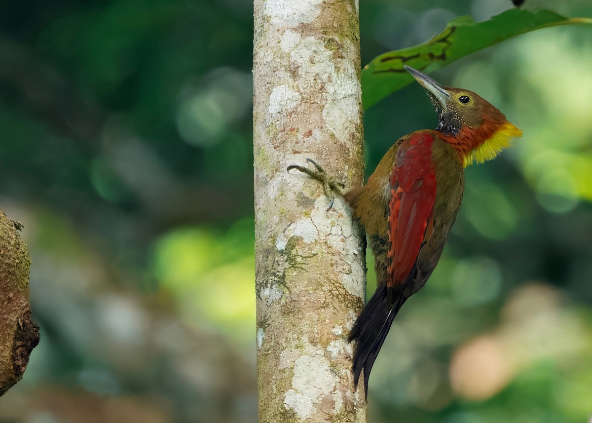 Checker-throated Woodpecker (Checker-throated) - ML645207830