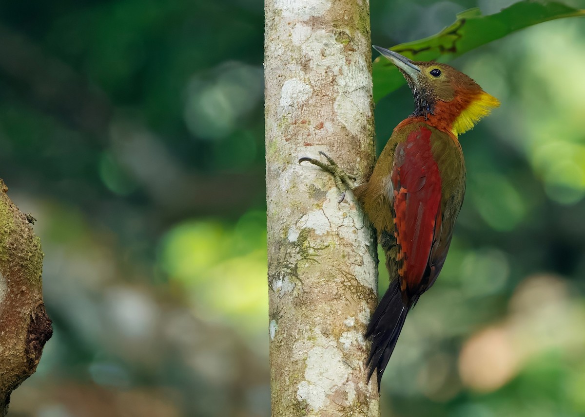 Checker-throated Woodpecker (Checker-throated) - ML645207831