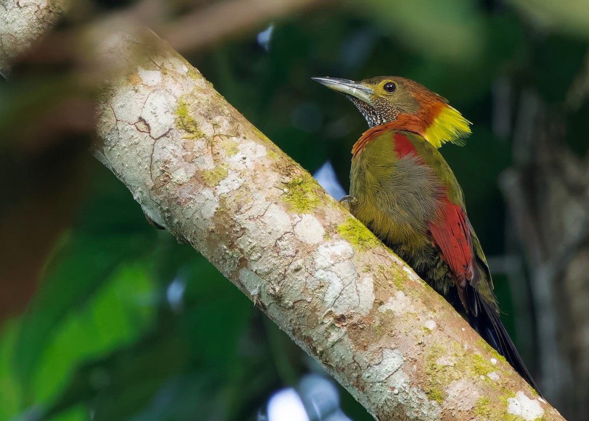 Checker-throated Woodpecker (Checker-throated) - ML645207832