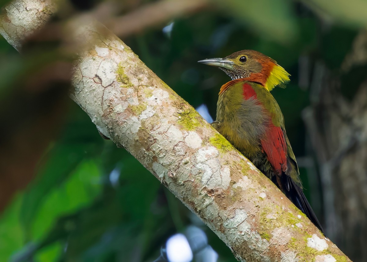 Checker-throated Woodpecker (Checker-throated) - ML645207833