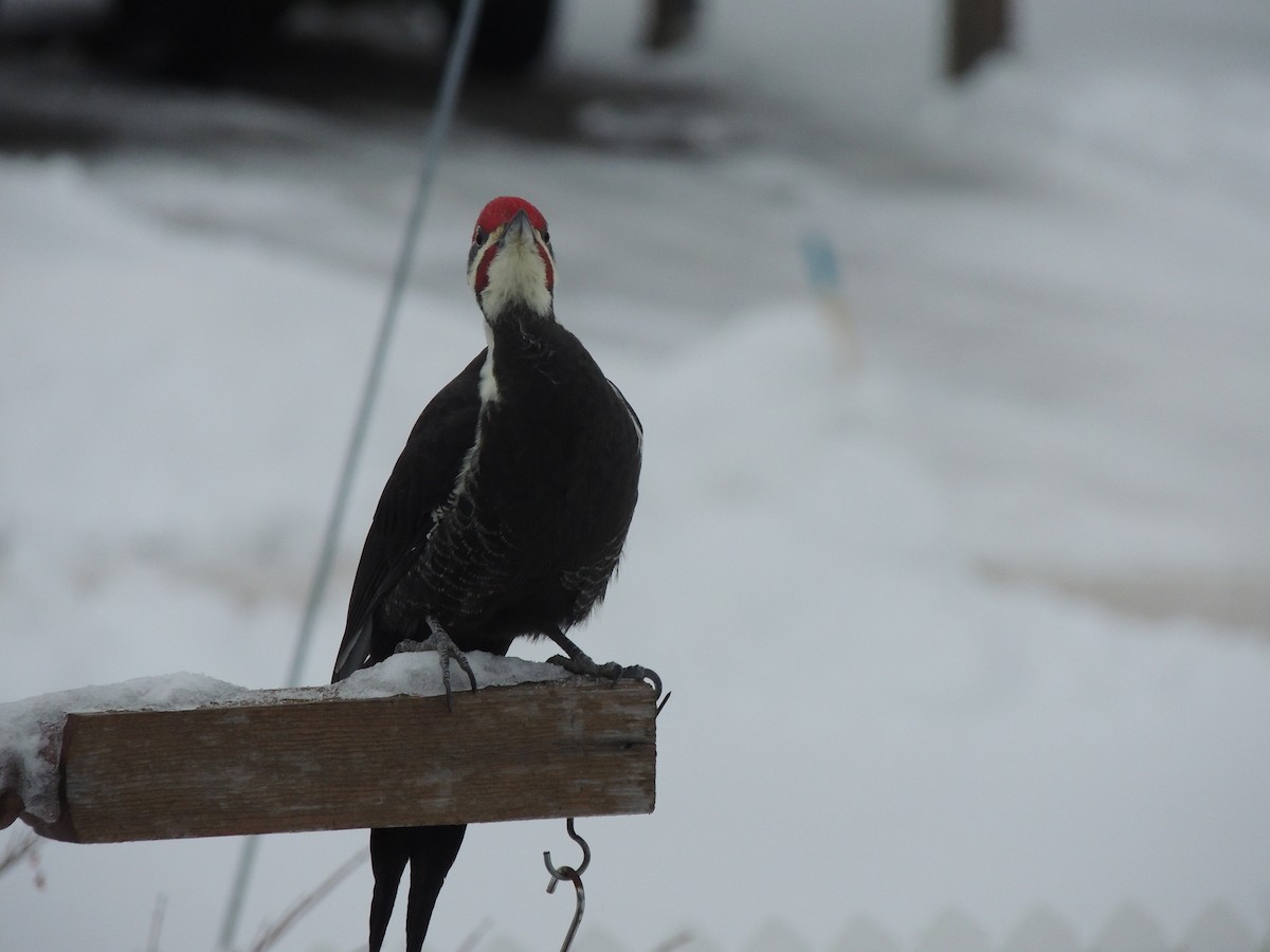 Pileated Woodpecker - ML645207834