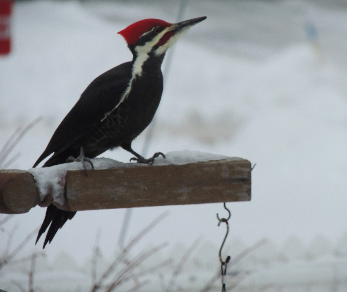 Pileated Woodpecker - ML645207835