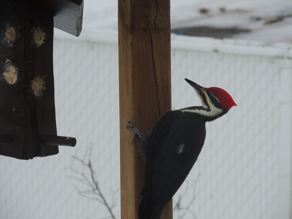 Pileated Woodpecker - ML645207836