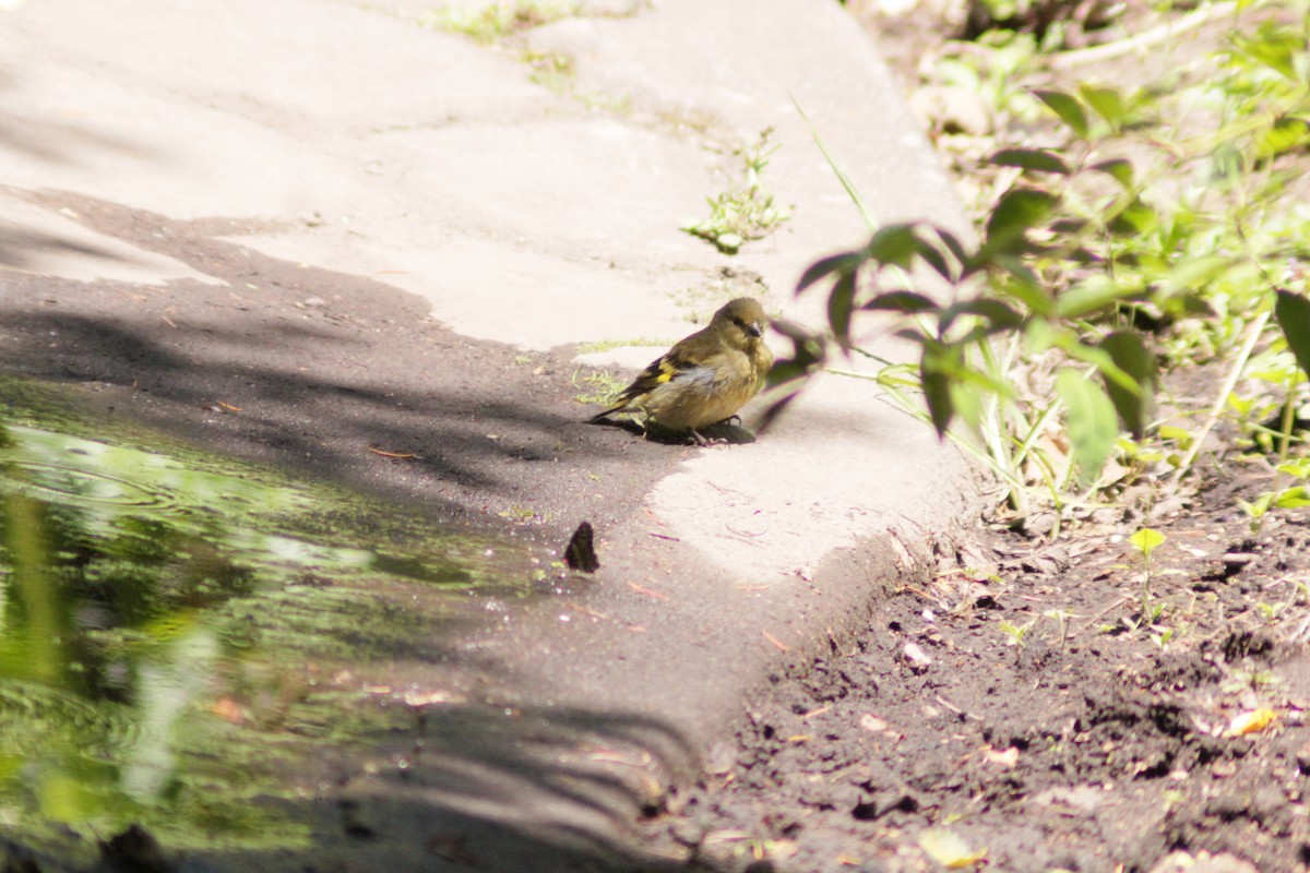 Hooded Siskin - ML645207838