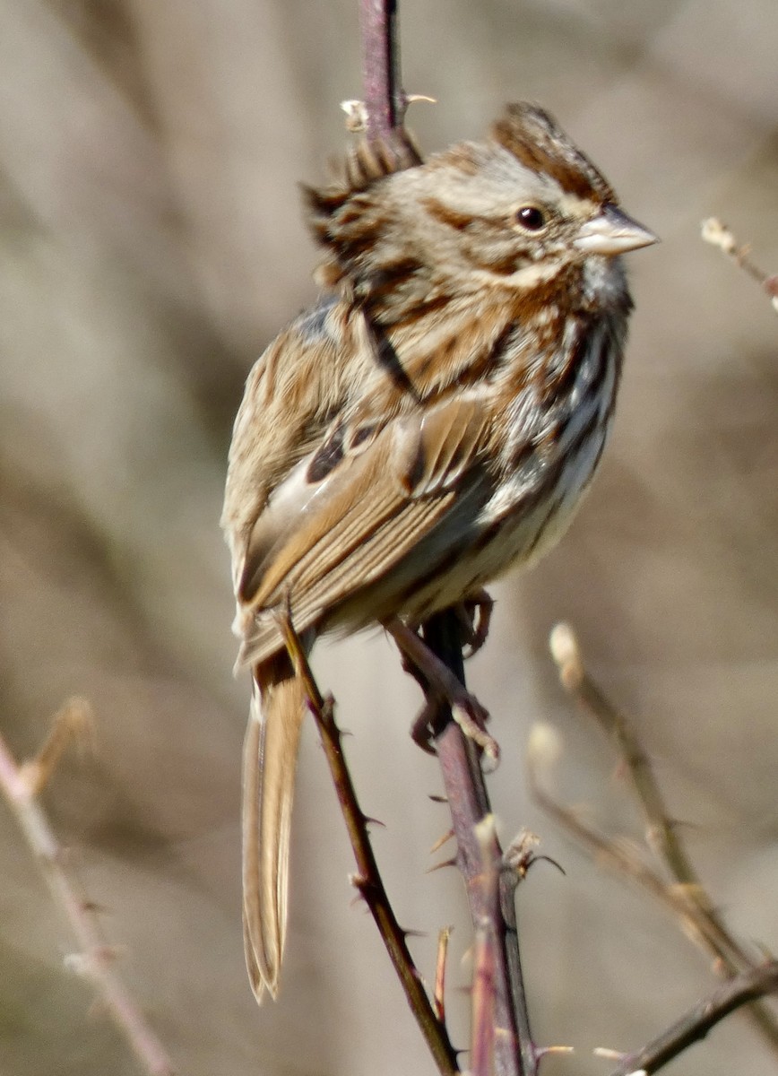 Song Sparrow - ML645207839